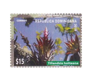 Tillandsia hotteana - Caribbean / Dominican Republic 2019 - 15