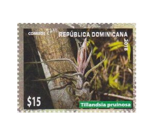 Tillandsia pruinosa - Caribbean / Dominican Republic 2019 - 15