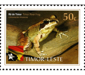 Timor River Frog - Limnonectes timorensis - East Timor 2010 - 50