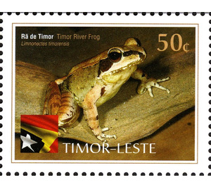 Timor River Frog - Limnonectes timorensis - East Timor 2010 - 50