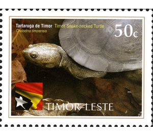 Timor Snake-necked Turtle - Chelodina timorensis - East Timor 2010 - 50