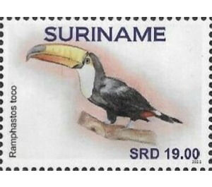 Toco toucan (Ramphastos toco) - South America / Suriname 2021