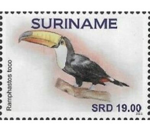 Toco toucan (Ramphastos toco) - South America / Suriname 2021