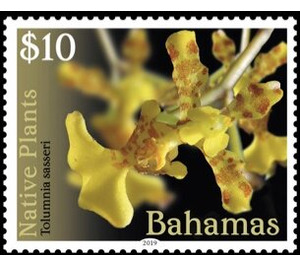 Tolumnia sasseri - Caribbean / Bahamas 2019 - 10