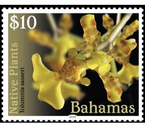 Tolumnia sasseri - Caribbean / Bahamas 2019 - 10