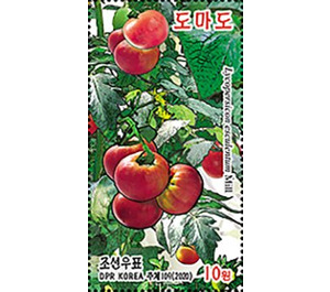 Tomatoes - North Korea 2020 - 10