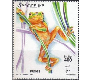 Tree Frog (Hyla sp.) - East Africa / Somalia 2002 - 400