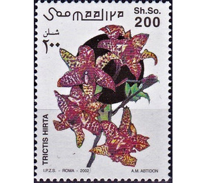 Tricyrtis hirta - East Africa / Somalia 2002 - 200