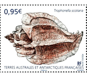 Trophonella scotiana - French Australian and Antarctic Territories 2019 - 0.95