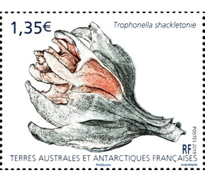 Trophonella shackletoni - French Australian and Antarctic Territories 2019