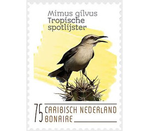 Tropical Mockingbird (Mimus gilvus) - Caribbean / Bonaire 2020 - 75