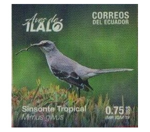 Tropical Mockingbird (Mimus gilvus) - South America / Ecuador 2019 - 0.75
