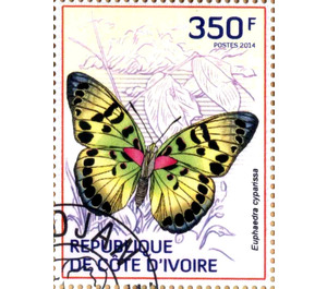 True Forester (Euphaedra cyparissa) - West Africa / Ivory Coast 2014 - 350