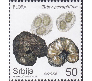 Tuber petrophilum - Serbia 2019 - 50