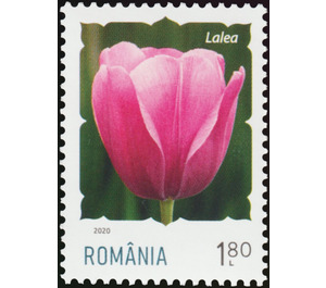 Tulip - Romania 2020 - 1.80