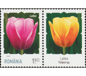 Tulip - Romania 2020 - 1.80