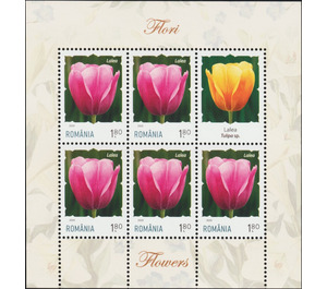 Tulip - Romania 2020