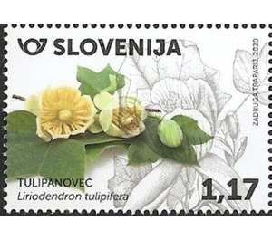 Tulip Tree (Liriodendron tulipifera) - Slovenia 2020 - 1.17