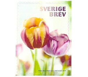 Tulips - Sweden 2019