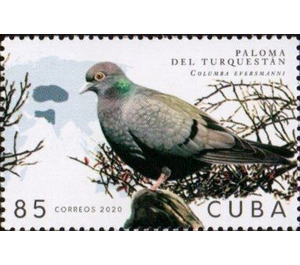 Turkestan Pigeon - Caribbean / Cuba 2020