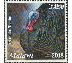 Turkey (Nkhuku Tembo) - East Africa / Malawi 2019 - 450