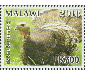 Turkey (Nkhuku Tembo) - East Africa / Malawi 2019 - 700