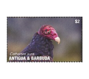 Turkey Vulture - Caribbean / Antigua and Barbuda 2020 - 2