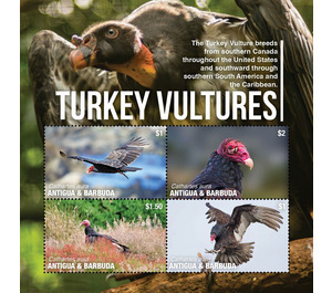 Turkey Vultures (Cathartes aura) - Caribbean / Antigua and Barbuda 2020