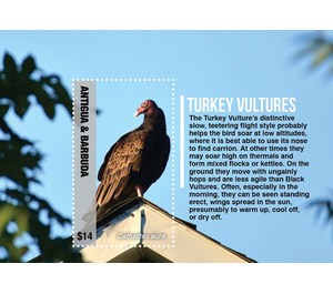 Turkey Vultures (Cathartes aura) - Caribbean / Antigua and Barbuda 2020