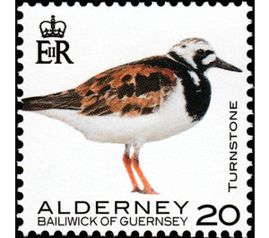 Turnstone - Alderney 2020 - 20