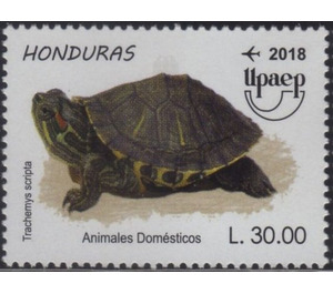 Turtle - Central America / Honduras 2018 - 30