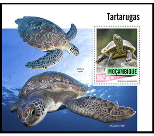 Turtles - East Africa / Mozambique 2020