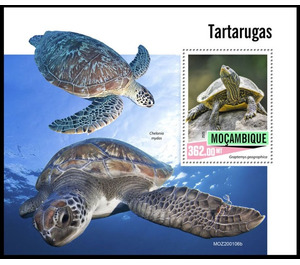 Turtles - East Africa / Mozambique 2020