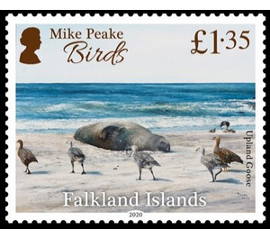 Upland Goose (Chloephaga picta) - South America / Falkland Islands 2020