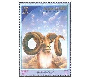 Urial (Ovis orientalis vignei) - Iran 2003
