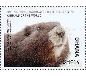 Vancouver Island marmot - West Africa / Ghana 2017 - 14