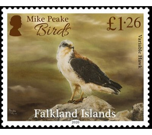 Variable Hawk (Geranoaetus polyosoma) - South America / Falkland Islands 2020