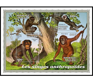 Various Anthropoid Monkeys - West Africa / Togo 2021