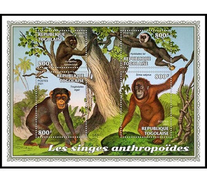 Various Anthropoid Monkeys - West Africa / Togo 2021