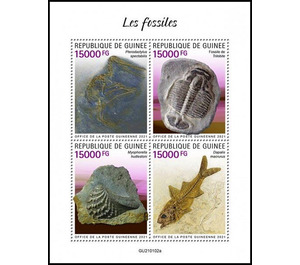 Various Fossils - West Africa / Guinea 2021