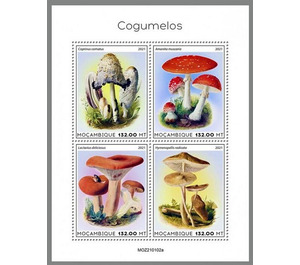 Various Mushrooms - East Africa / Mozambique 2021