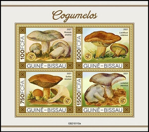 Various Mushrooms - West Africa / Guinea-Bissau 2021