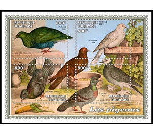 Various Pigeons - West Africa / Togo 2021