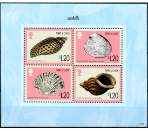 Various Seashells - Caribbean / Turks and Caicos Islands 2014