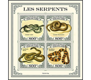 Various Snakes - West Africa / Togo 2021