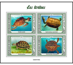 Various Turtles - East Africa / Djibouti 2021