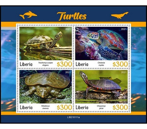 Various Turtles - West Africa / Liberia 2021