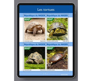 Various Turtles - West Africa / Niger 2021