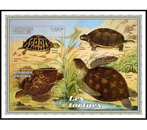 Various Turtles - West Africa / Togo 2021