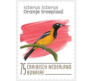 Venezuelan Troupial (Icterus icterus) - Caribbean / Bonaire 2020 - 75